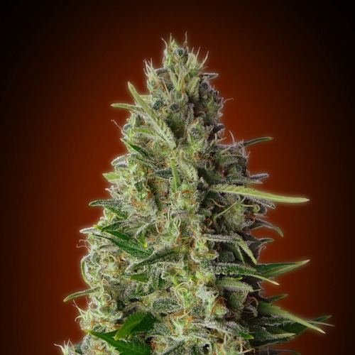 Advanced seeds Kali 47 wietplant top.