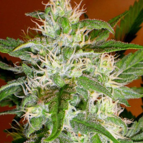 Kaya 47 - Advanced Seeds