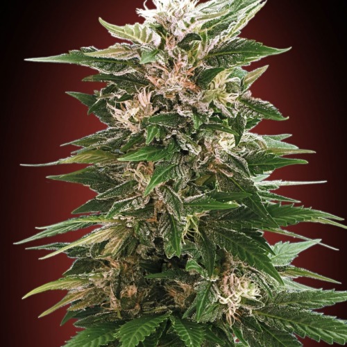 Advanced Seeds Kaya 47 wietplant top.