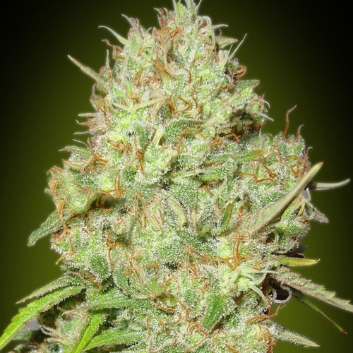 Shark Widow - Advanced Seeds