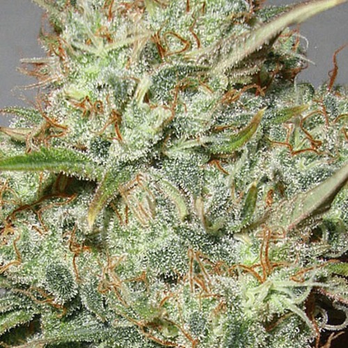 Advanced Seeds Shark Widow wietplant top.