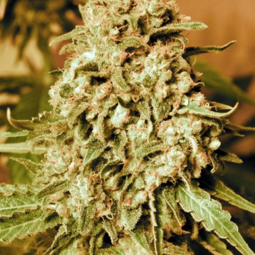 Somango Widow - Advanced seeds