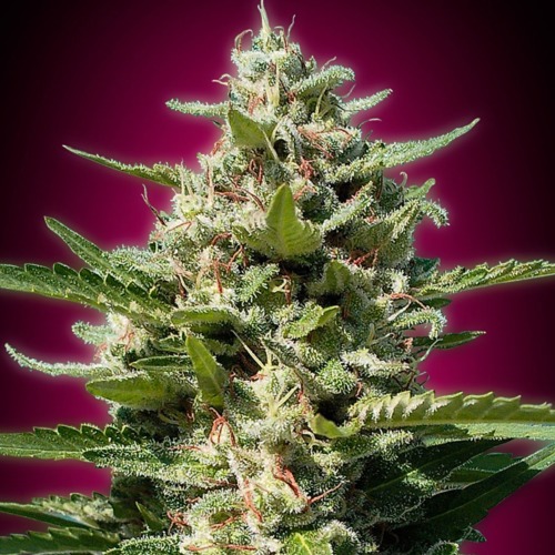White Kush - Advanced Seeds