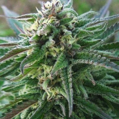Advanced Seeds White Kush wietplant.