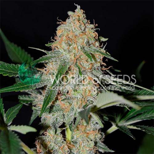 Afghan Kush Early - World of Seeds 2