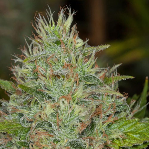 Afghan Skunk Auto Powerstrains