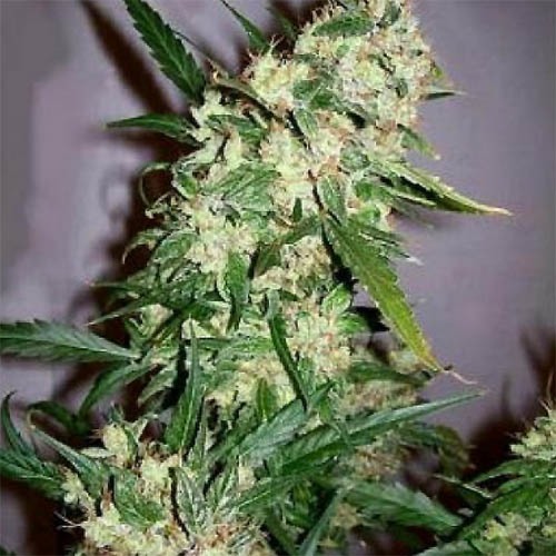 Afghan Skunk - Huismerk bloei wietplant