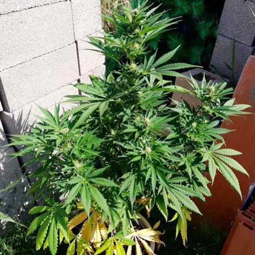 AK Full Auto - Sumo Seeds buitenkweek