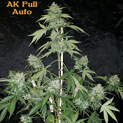 AK Full Auto - Sumo Seeds in pot