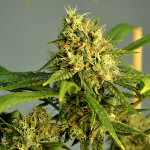 AK420 Auto - Seedstockers