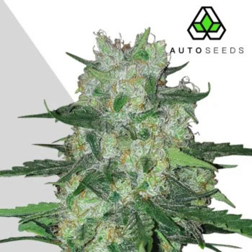 AK47 Auto - Auto Seeds
