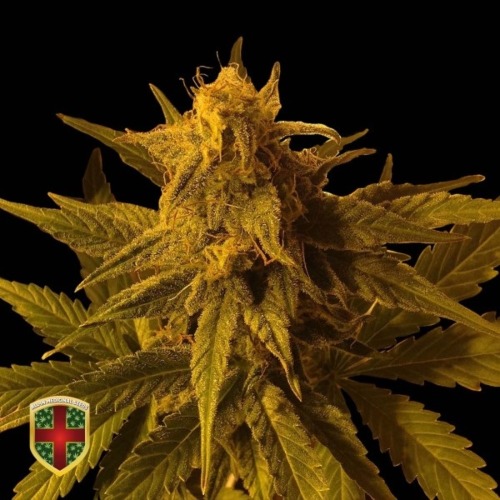 Big Marley Auto autoflower - All-in Medicinal Seeds