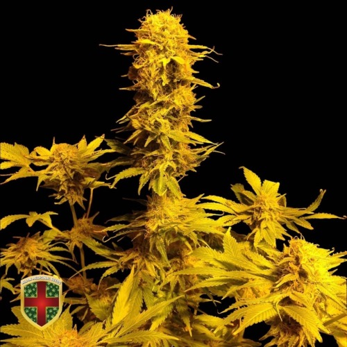 Bubble Boom - All-in Medicinal Seeds