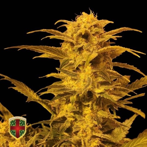Destroyer Auto - All-in Medicinal Seeds autoflower zaden.