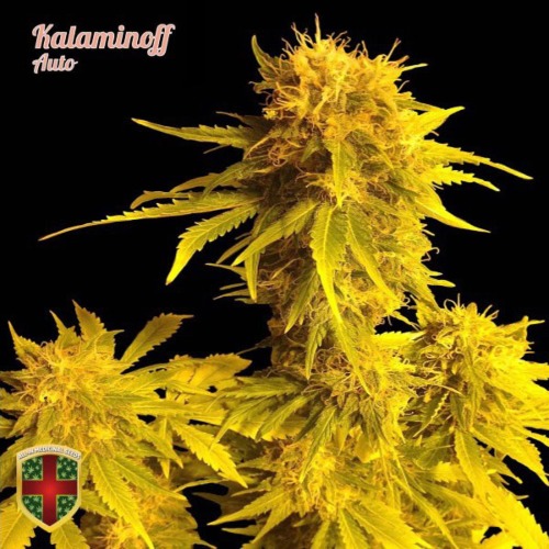 Kalaminoff Auto - All-in Medicinal Seeds autoflowering.