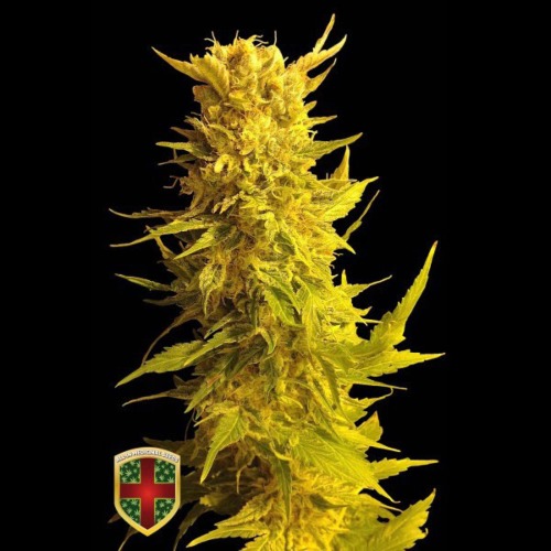 LM10 - All-in Medicinal Seeds