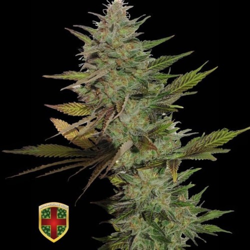 Mister Candy - All-in Medicinal Seeds