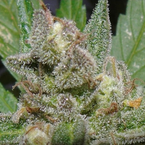 American Beauty - Dr Underground close up