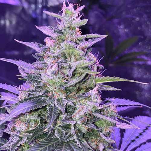 Amnesia Auto - Seedstockers