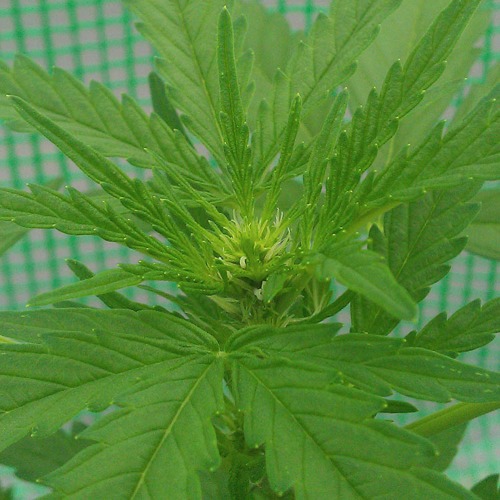 Amnesia auto - Huismerk autoflower Eerste week bloei