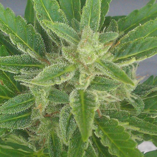 Amnesia auto - Huismerk klein wiet topje