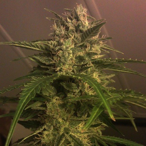 Amnesia auto - Huismerk wietplant in bloei