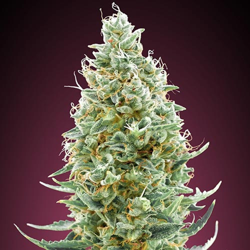 Amnesia Fast - Advanced Seeds