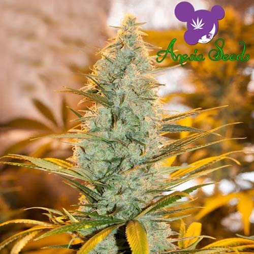 Amnesia Flash - Anesia Seeds mooie plant