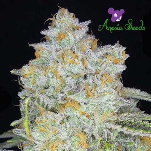 Amnesia Flash Auto - Anesia Seeds