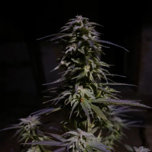 Amnesia Ganja Haze - Sumo Seeds in het donker