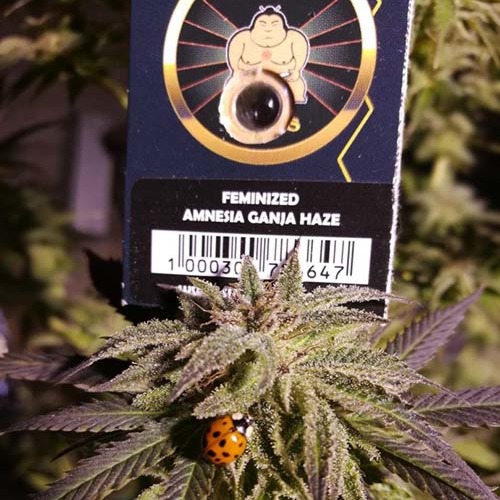 Amnesia Ganja Haze - Sumo Seeds top met lieveheersbeestje