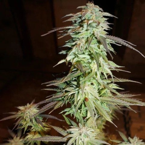 Amnesia Ganja Haze - Sumo Seeds in volle bloei