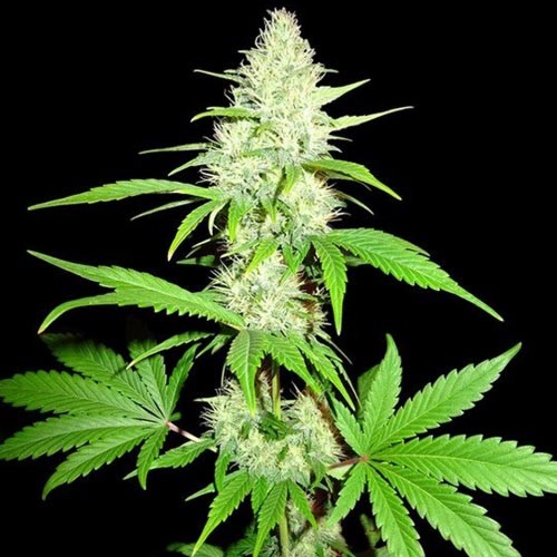 Amnesia Ganja Haze - Sumo Seeds 