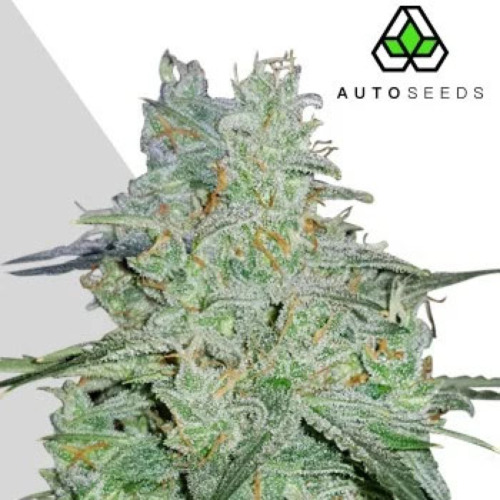 Amnesia Haze Auto - Auto Seeds