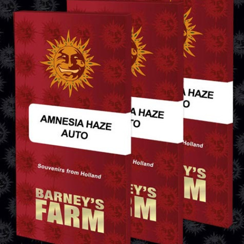 Amnesia Haze Auto - Barney's Farm