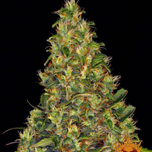 Amnesia Haze Auto - Barney's Farm