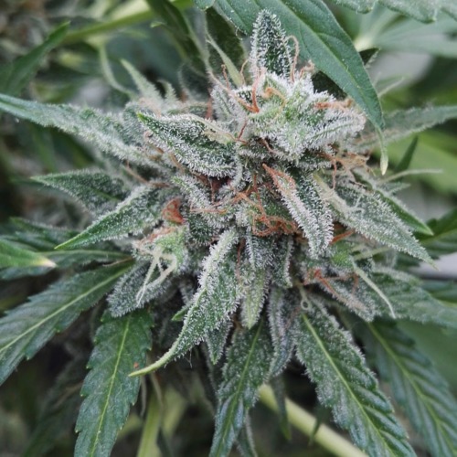 Amnesia Haze Auto Huismerk - Close-up bloei