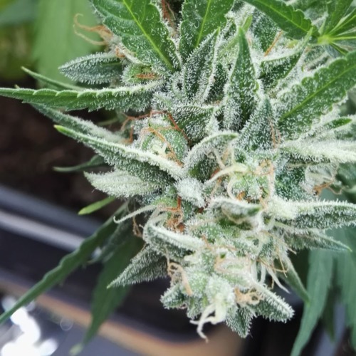 Amnesia Haze Auto Huismerk - Top bloei