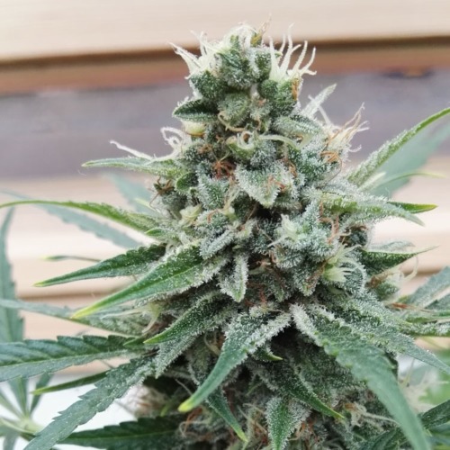 Amnesia Haze Auto Huismerk - Wietplant in bloeiperiode