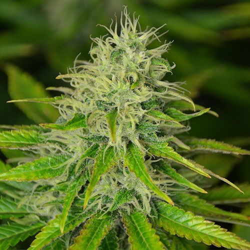 Amnesia Haze Auto Powerstrains