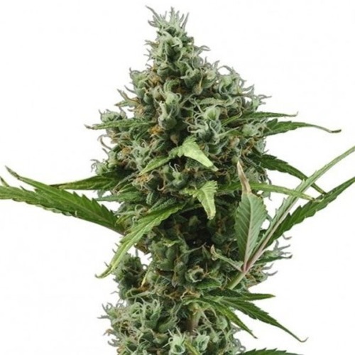 Amnesia Haze Automatic - Royal Queen Seeds