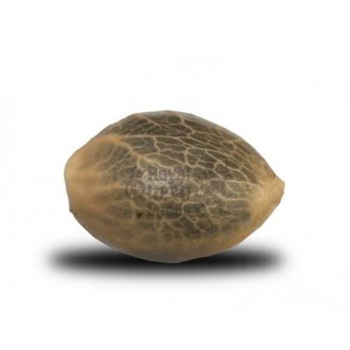 Amnesia Haze cannabis seed - Royal Queen Seeds
