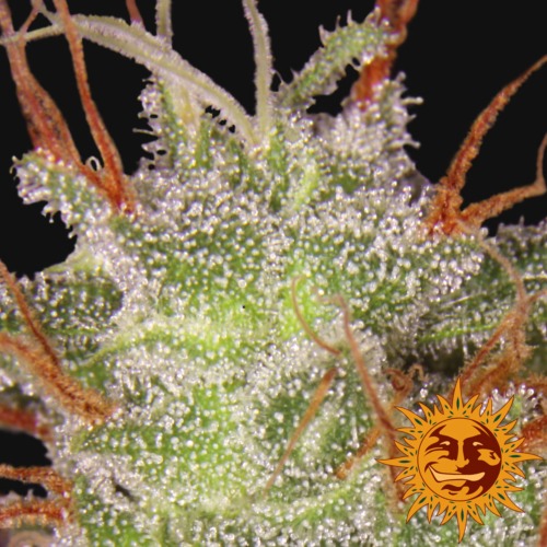 Amnesia Lemon close-up - Barney's Farm