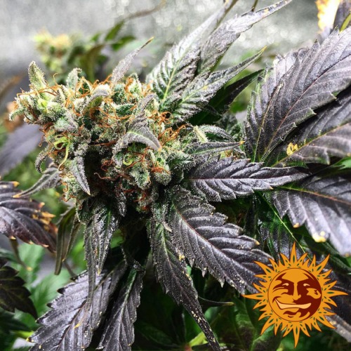 Amnesia Lemon wiet plant - Barney's Farm