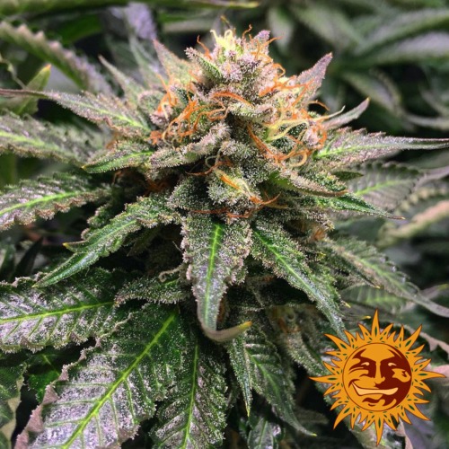 Barney's Farm - Amnesia Lemon cannabis plant