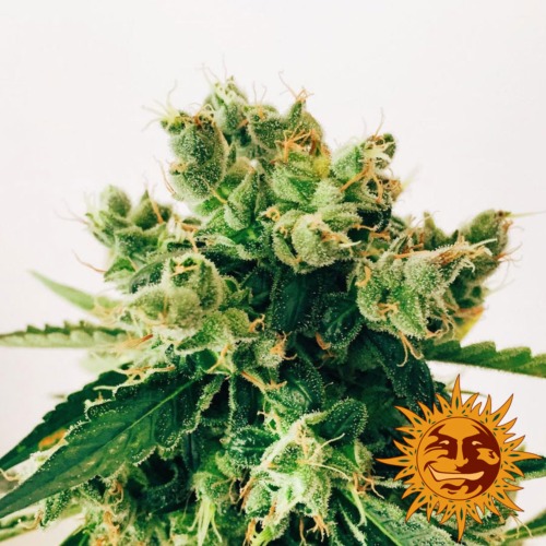 Amnesia Lemon top - Barney's Farm