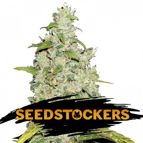 Amnesia - Seedstockers