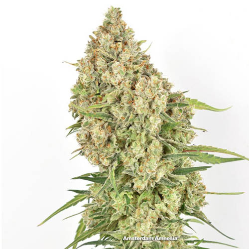 Amsterdam Amnesia - Dutch Passion Hoofdtop