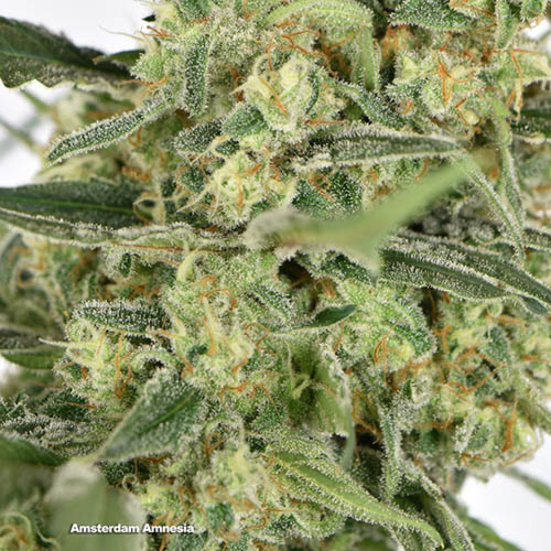 Amsterdam Amnesia - Dutch Passion close-up