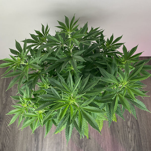 Apple Fritter - Huismerk Wietzaadjes.nl - Groeiperiode bovenaanzicht